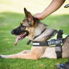 Dog Handling Security Dog Handling Security